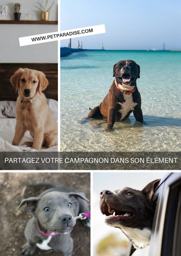 Pet Paradise - Newsletter