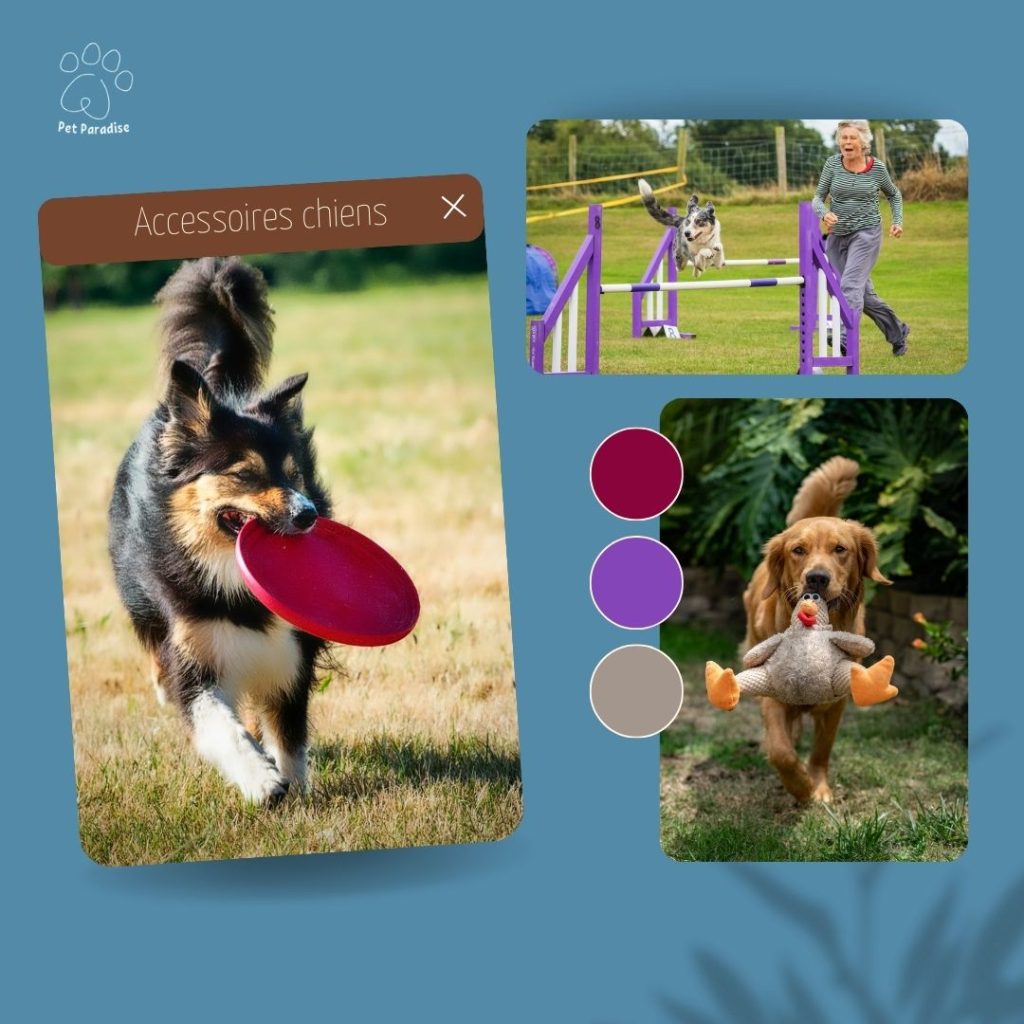 Pet Paradise - Publication instagram
