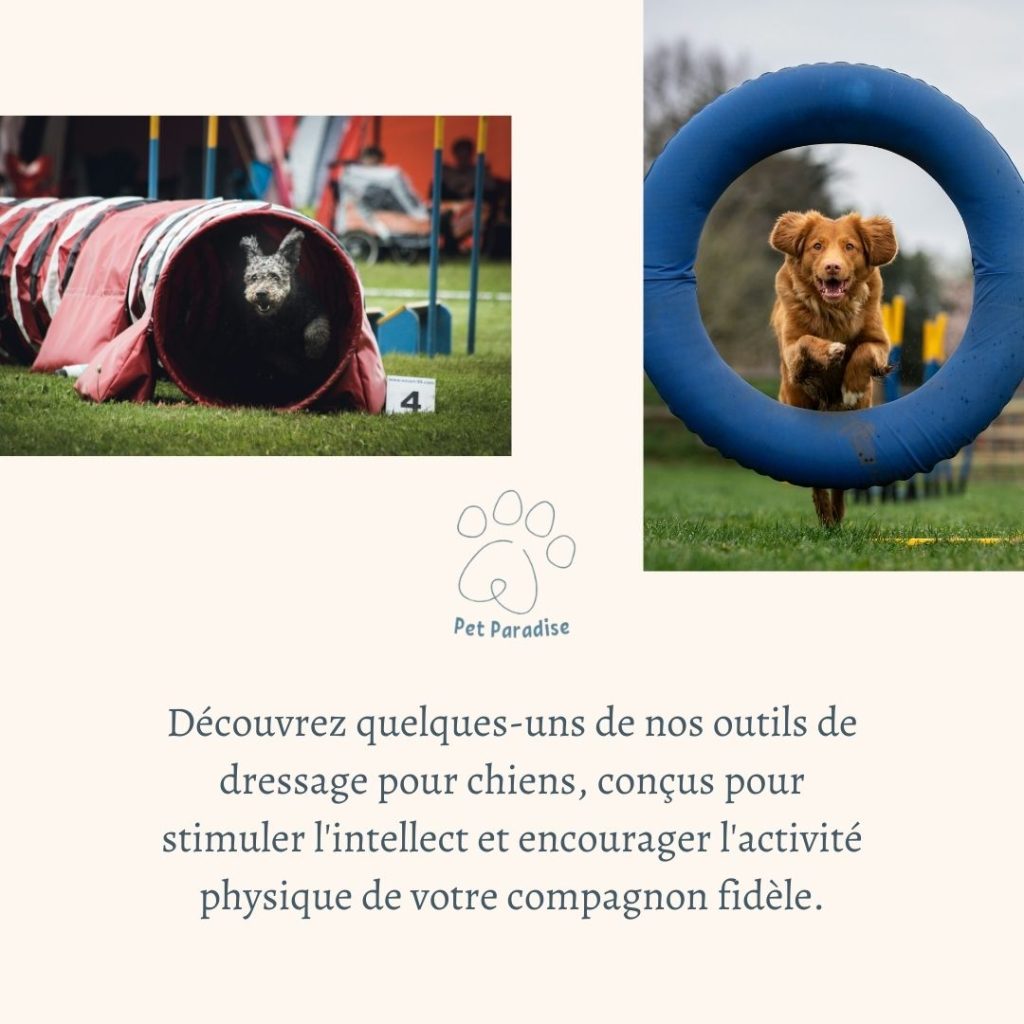 Pet Paradise - Publication instagram