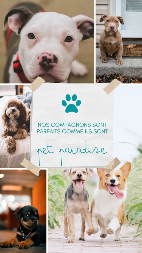 Pet Paradise - Story instagram