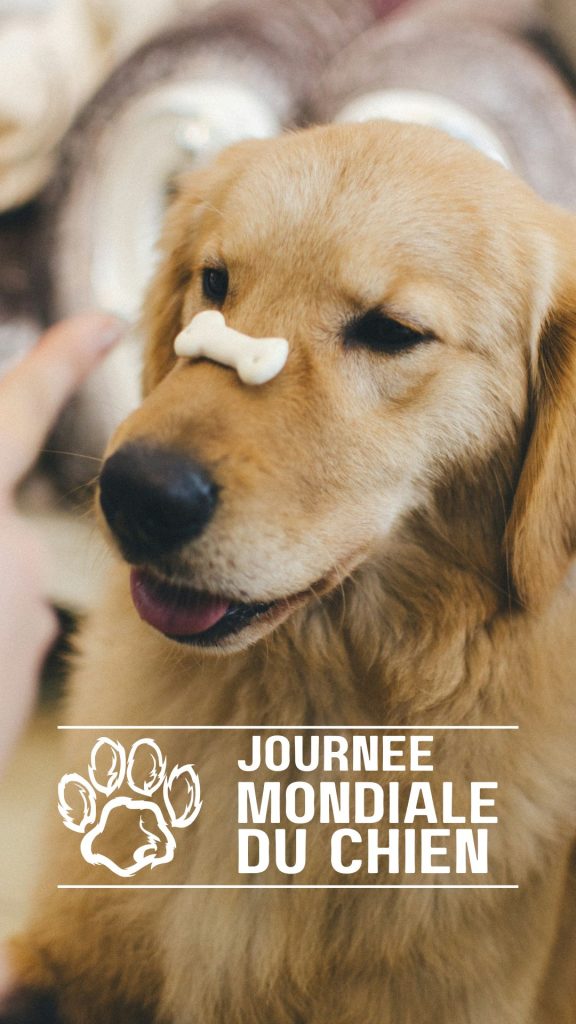 Pet Paradise - Story instagram