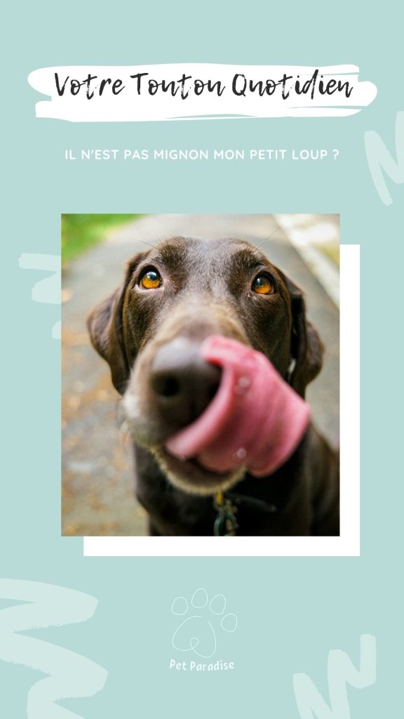 Pet Paradise - Story instagram