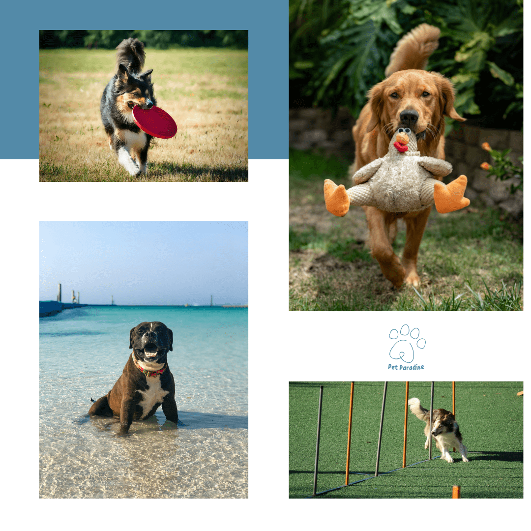 Pet Paradise - Carrousel instagram